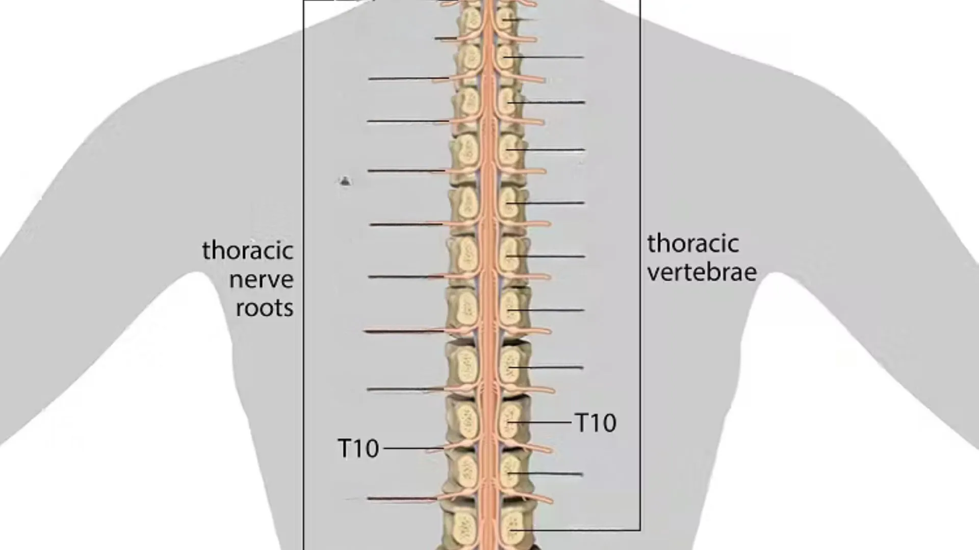 t10 spinal cord t10 spinal cord
