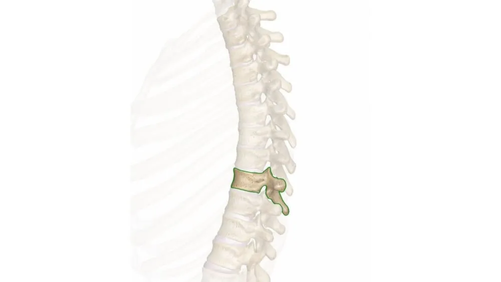 t9 spinal cord t9 spinal cord
